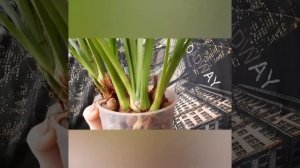 Cym. Golden Elf (variegata) Не успела посадить🙈