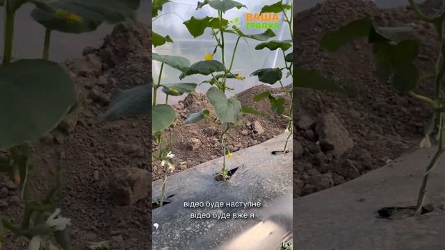 🥒🍅Перші досягнення у наших теплицях вересень 2024🥹 Д смотреть онлайн