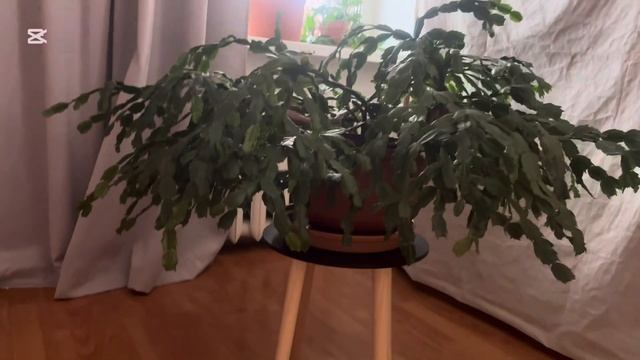 Спасаю огромный декабрист смотреть онлайн