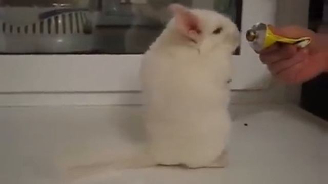 Прикольная милая мышь смотреть онлайн