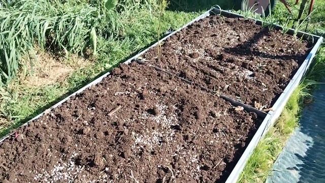 Урожай чеснока=правильная подготовка грядки! смотреть онлайн