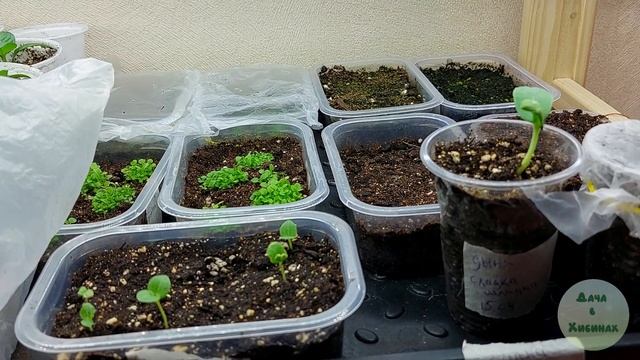 Посев томатов Простой способ Обзор микрозелени в кв? смотреть онлайн