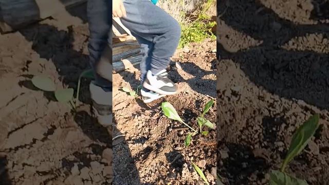 Сажаем капусту с Макаром #алапаевск #весна2024 #капуста смотреть онлайн