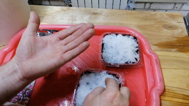 Январская посадка и всходы петуний смотреть онлайн