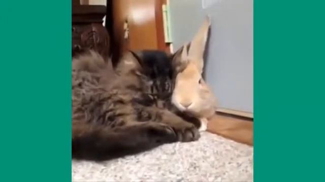 Смешные приколы с котами и кошками, март 2014 смотреть онлайн