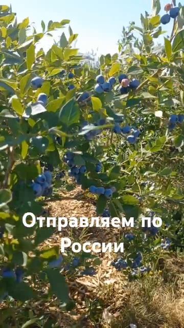 Доставка саженцев по России ТК. Заказ на Ватсап +78612132323 смотреть онлайн