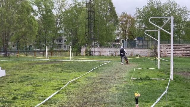 РАБОЧИЙ СУКИ ДШ / КЧК САМАРА 27 апреля`25 И.Герлеман Моно немецких овчарок