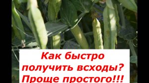 Лучший способ получения зеленого горошка
