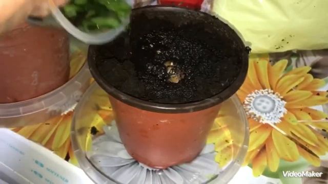 Как я выращиваю АВОКАДО, правила выращивания смотреть онлайн