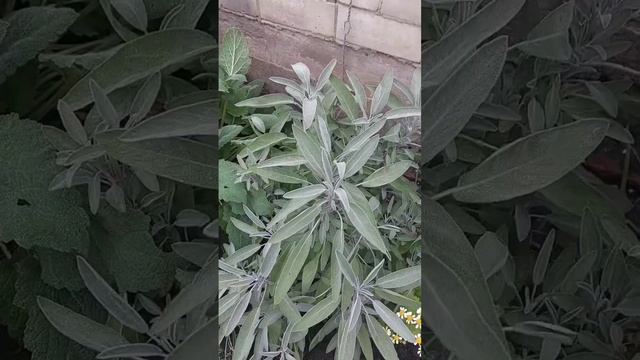 Лекарственные растения на одной грядке #сад смотреть онлайн