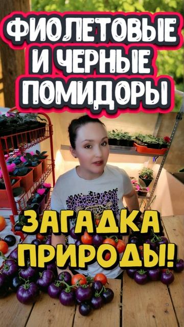 Фиолетовые и черные томаты смотреть онлайн
