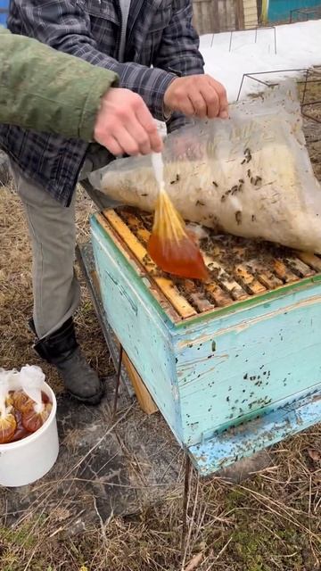 ‼️В процессе подкормки пчел оператора ужалили смотреть онлайн