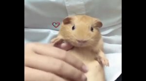 забавные хомяки, смешные мыши, ржачные милахи \ funny hamsters, funny mouse, hilarious mils