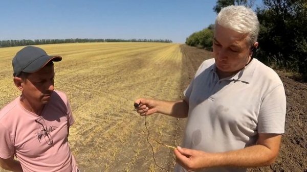 НУТ 2024! Выращивание НУТА по классике!