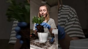 Перевод Асплениума Лесли на фитильный полив.