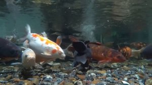 Японские карпы Кои в пруду зимнего сада.  Санаторий Ян?