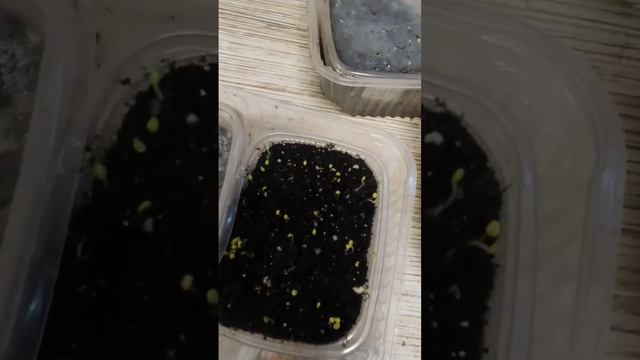 Зимняя "Пряная грядка".Зимний огород на подоконнике. Б? смотреть онлайн