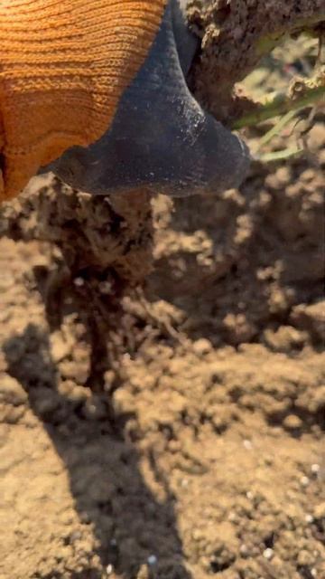 Жасмина👍Полностью в земле! роза из прикопа часть 6_ 29 ? смотреть онлайн