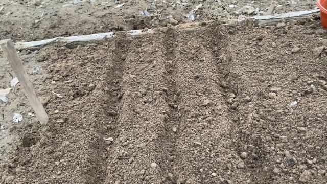 Посадка ОЗИМОГО Чеснока ВЕСНОЙ, что я вношу в почву пе? смотреть онлайн