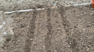 Посадка ОЗИМОГО Чеснока ВЕСНОЙ, что я вношу в почву пе?