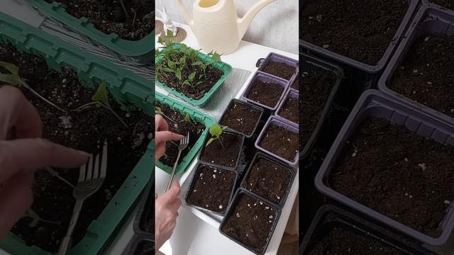 Пикирую перец и баклажаны #semena22 #садоводство #овощи