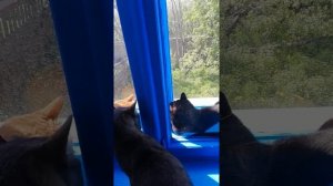 Аттракцион для котов)