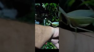 Как выглядит богомол 🦗