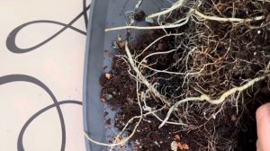 Алоказия Кукулата. Черенкование и пересадка ! #кукулат