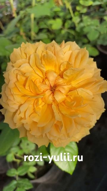 Ароматная розочка «Леа Туту»🥀Каталог rozi-yulii.ru🥀 #розы смотреть онлайн