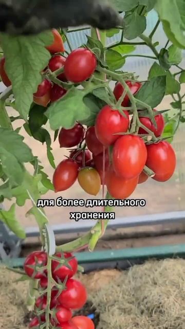 Какой томат сажать: сорт или гибрид? #огороднаокне #ого смотреть онлайн