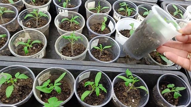 Вторая подкормка перца .Рассада на 10 марта. смотреть онлайн