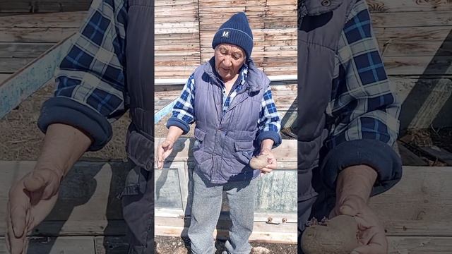 Посадка помидор в теплице смотреть онлайн