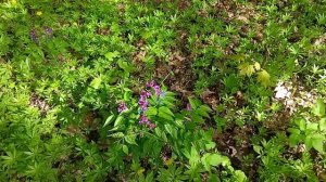 Лужайки ярких красивых цветов в лесопарке - Красная Книга Москвы -Цветы Чина весенняя