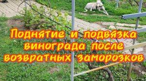 Поднятие и подвязка винограда после возвратных заморозков. 5.05.25