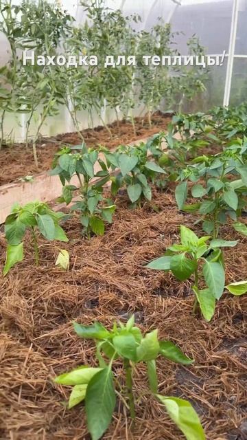 Солома с ТРИХОДЕРМОЙ! Берите на заметку ! #огород #дача смотреть онлайн