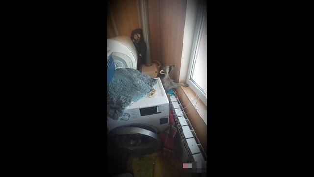 Тот случай когда завёл себе енота!) / The case when I got myself a raccoon!) смотреть онлайн