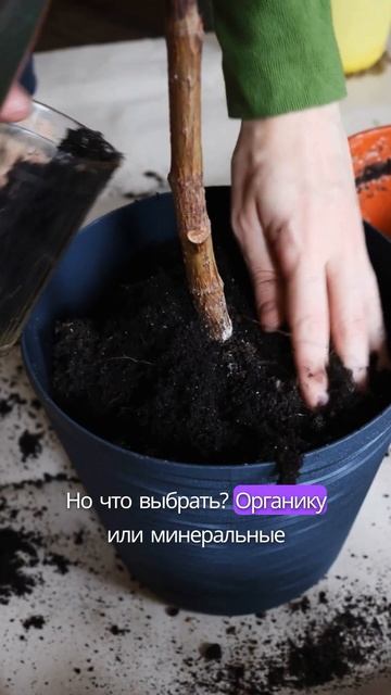 Удобрение для томатов🍅 #дача #рассада #сад #огород #garde смотреть онлайн
