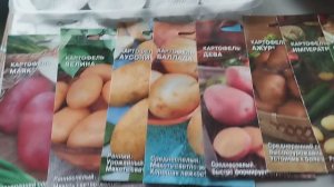 Выращивание картофеля из семян.  Часть 1.