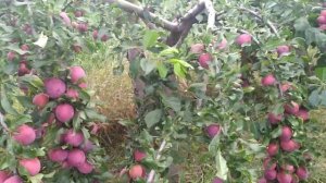 слива диплоидная (алыча крупноплодная) "Комета кубанс?