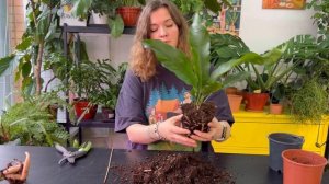 ПЕРЕСАДКА 🌱 стрелиция Регина и гнездовой антуриум