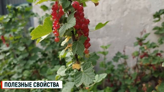 Красная смородина польза и вред для человека / Смороди смотреть онлайн