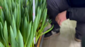 Выращивание 120 тысяч тюльпанов в закрытых помещениях.?