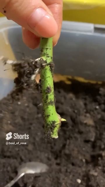 Черенки роз нарастили классные корни за 2 недели 🥰 смотреть онлайн