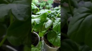 Пеларгония  Нижний полив #огород #garden