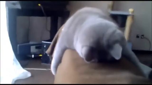 Прикольные Кошки Подборка Смешные Кошки Видео! Funny Cats Compilation Funny Cat Videos Ever Funn смотреть онлайн