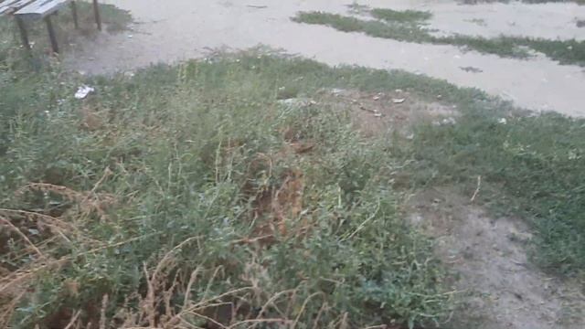 1. Волгоград. 25 августа 2021. Двор МКД Университетский 52 п смотреть онлайн