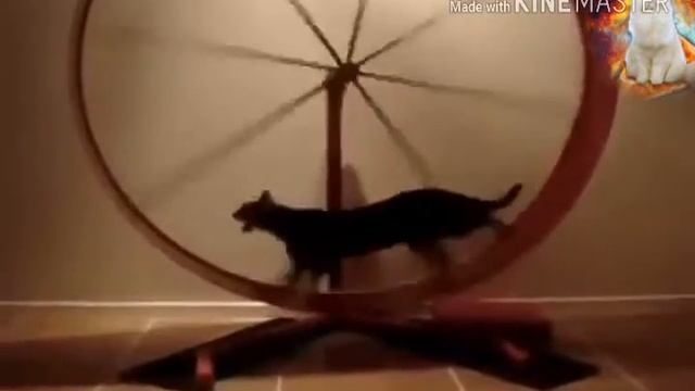 Приколы котиков для вас! 2018 смотреть онлайн
