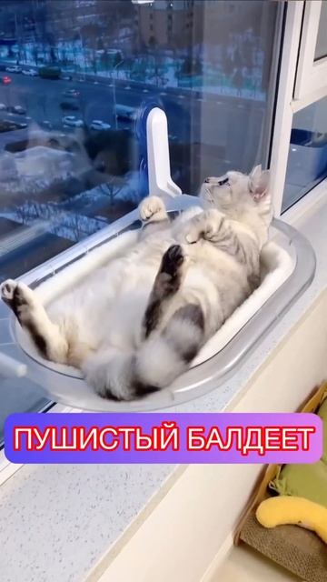 Гамак для животных смотреть онлайн