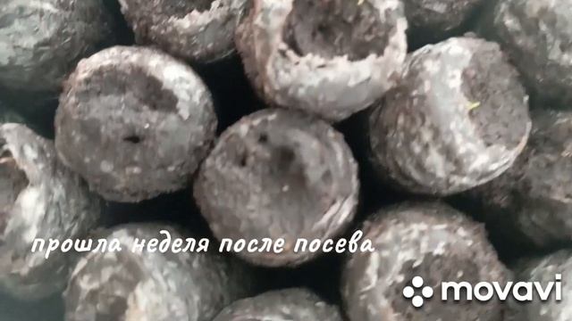 Сеем эустомы. От посева до первых всходов#эустома#сеем смотреть онлайн