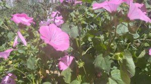 Лаватера. Посадка,уход,размножение.🪴